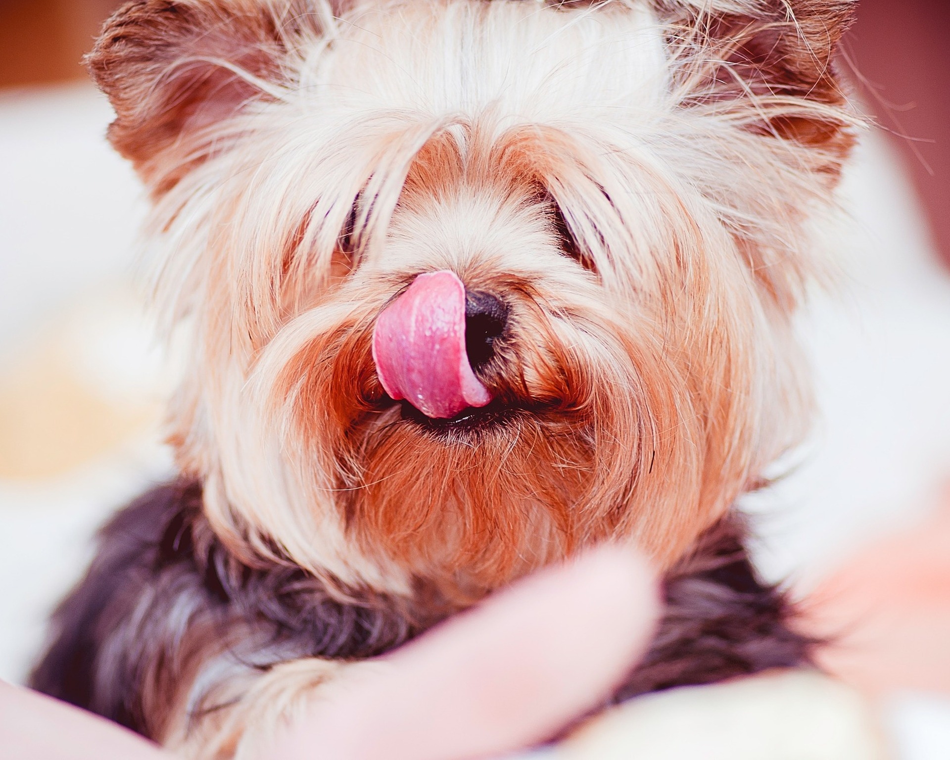 curious like doggy is?