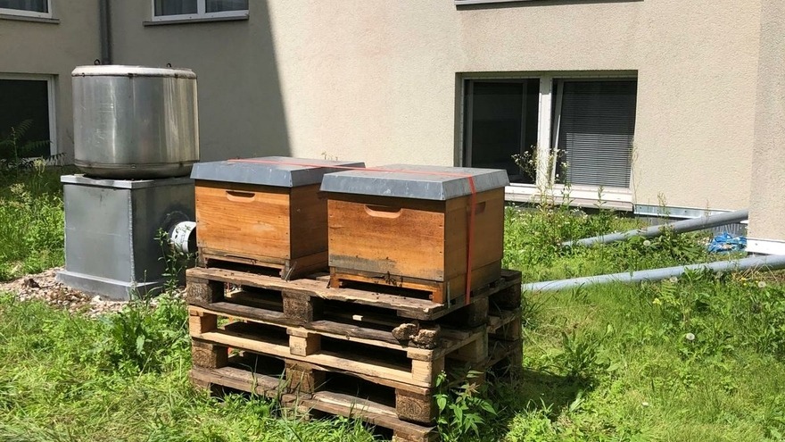 Bienenpatenschaft - Nathan Gardner - die beiden Bienenvölker haben auf unseren Küchendach einen Platz gefunden