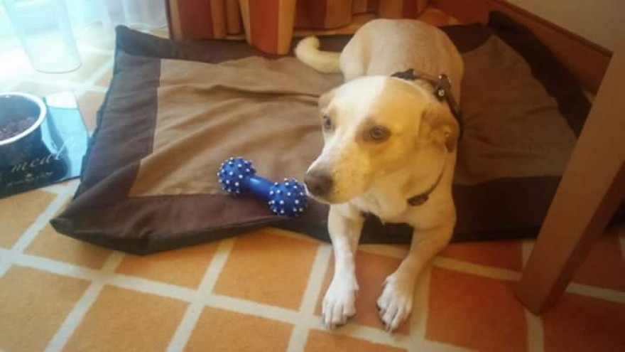 Bonnie hat uns im Oktober 2015 besucht und relaxt