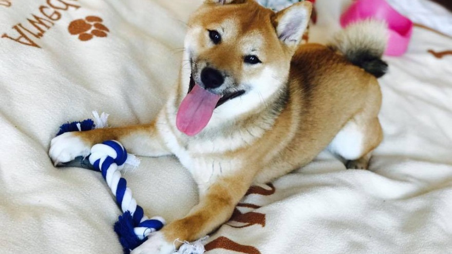 Akira fühlt sich wohl