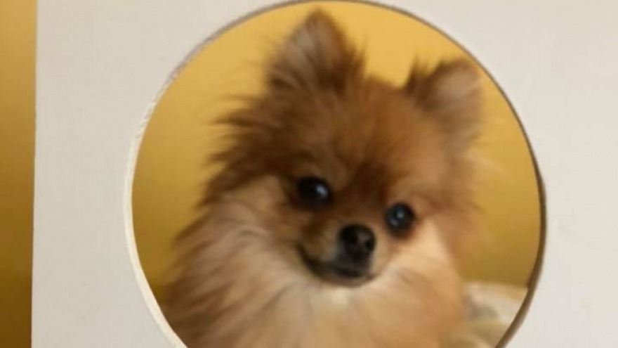 Amy allein zu Haus, Check In 11.01.2018