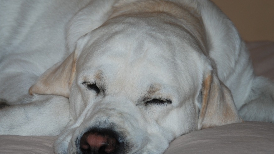 Anton schläft sich aus