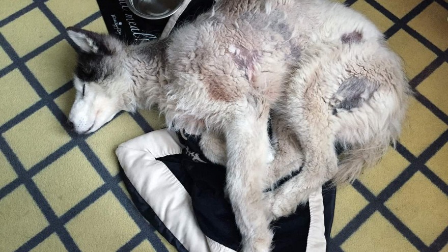 relexa hotel Berlin - Baldo - hat sich ganz gemütlich in seine Decke eingekuschelt