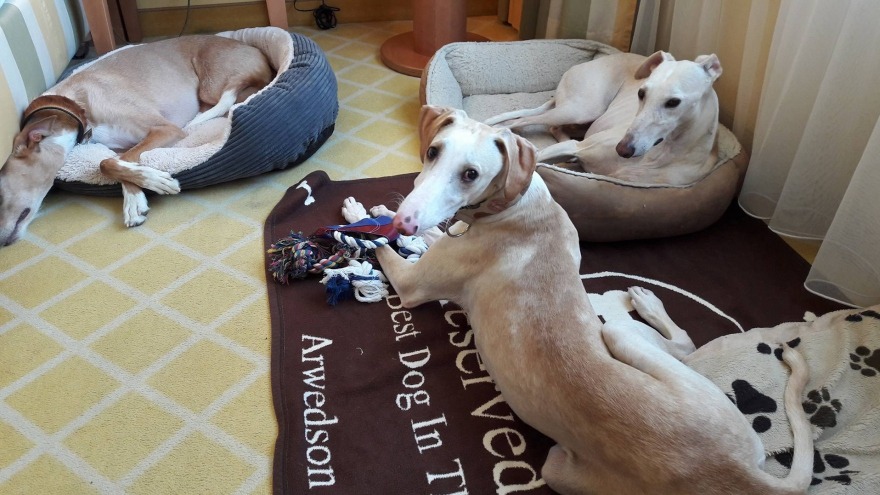 Calimero, Khull und Naju genießen Ihren Aufenthalt - check in: 9. Mai 2016