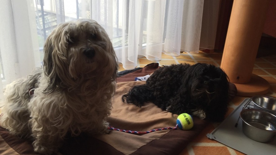 Besuch von Higgins und Amira - check in: 12. Mai 2016