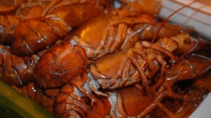 relexa hotel Berlin - Buffet