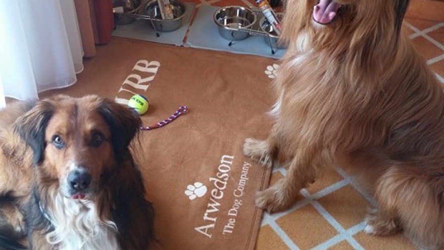 Carlsson und Emil check in 03.07.2016