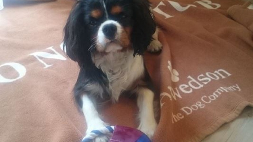 Cavalierkingcharlesspaniel - check in am 20. April 2017