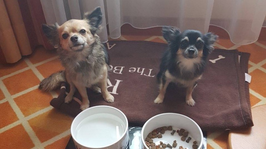 Chicca und Tyra in Lauerstellung