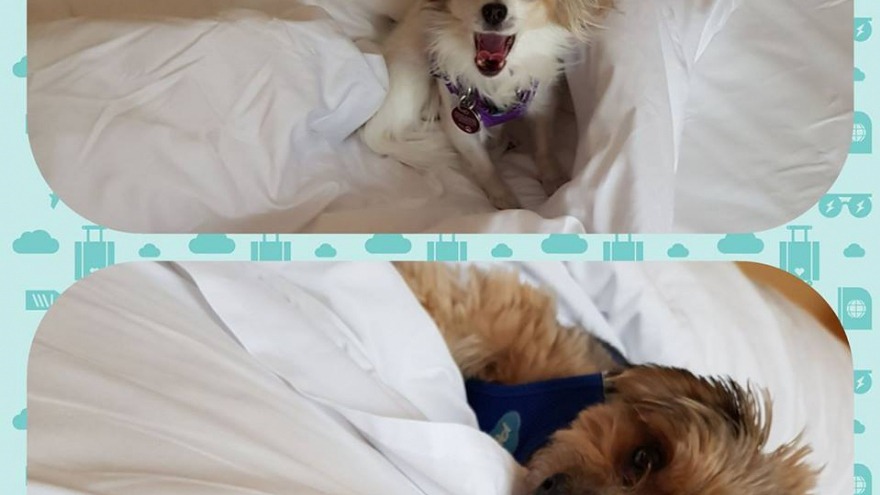 Die Fellnasen von Anja