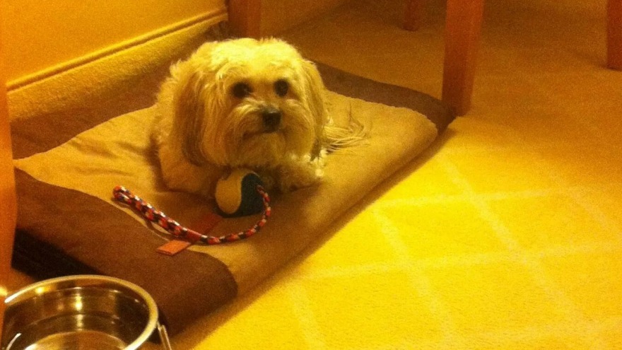 die kleine Fellnase von Anette L. - check in: 14. Januar 2015