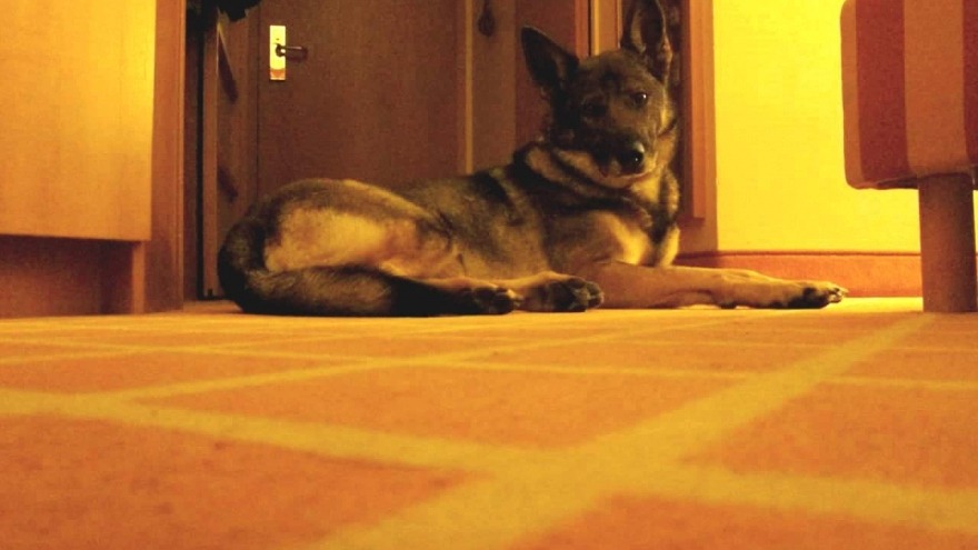 Die süße Fellnase von Jan check in im November 2015