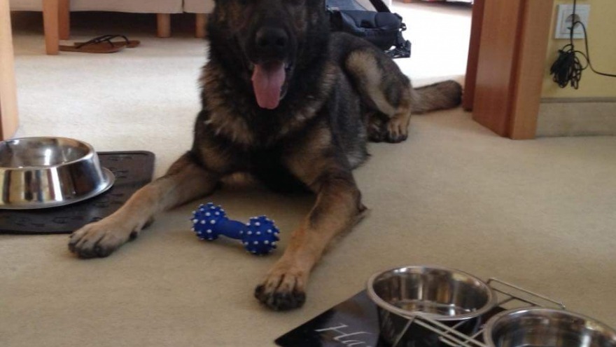 Diese liebe Fellnase besuchte uns im Juli 2015