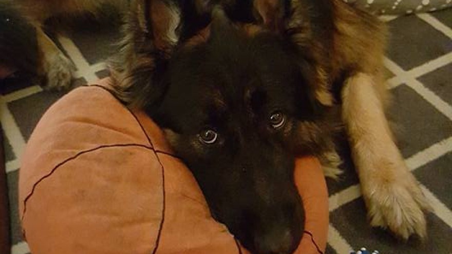 Dieser Hübsche fühlt sich pudelwohl bei uns im relexa hotel Berlin