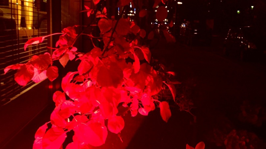 Festival Of Lights auch im Blumenbeet