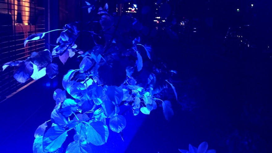 Festival Of Lights auch im Blumenbeet