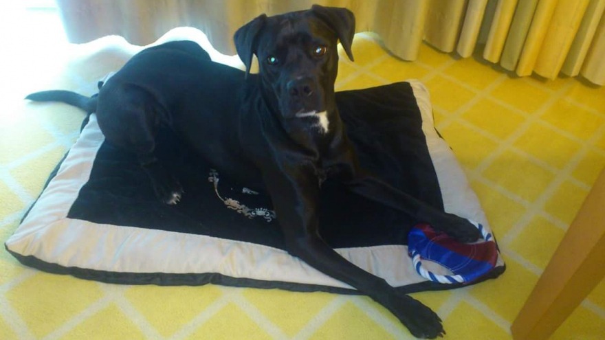 Frida besuchte uns im Juli 2015 und fühlte sich pudelwohl