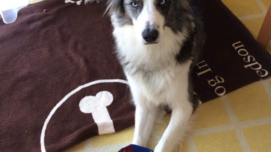 relexa hotel Berlin - Hündin COCO Ostern 2015