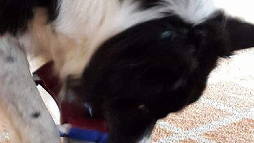 Lenny hat uns über Himmelfahrt 2015 besucht