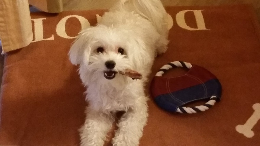 Hundedame Laika - Check In 04. Mai 2018