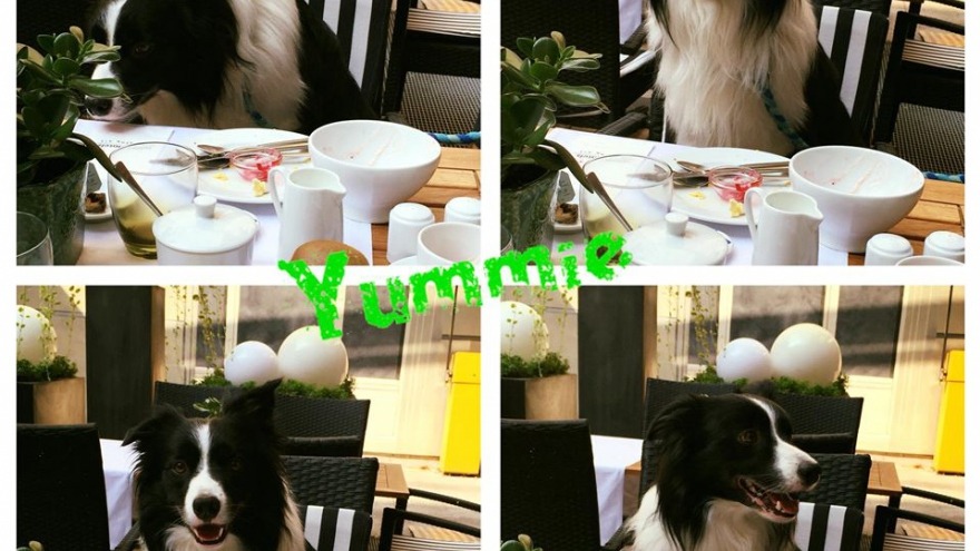 Kellys cutie - check in 11. August