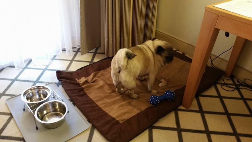 kleines Mopsi von Simone