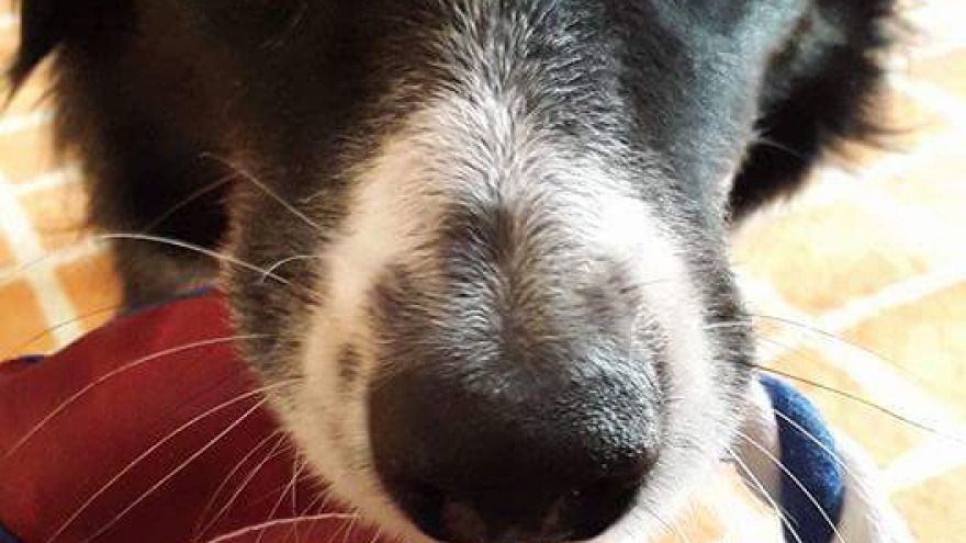 Lenny hat so treue Augen