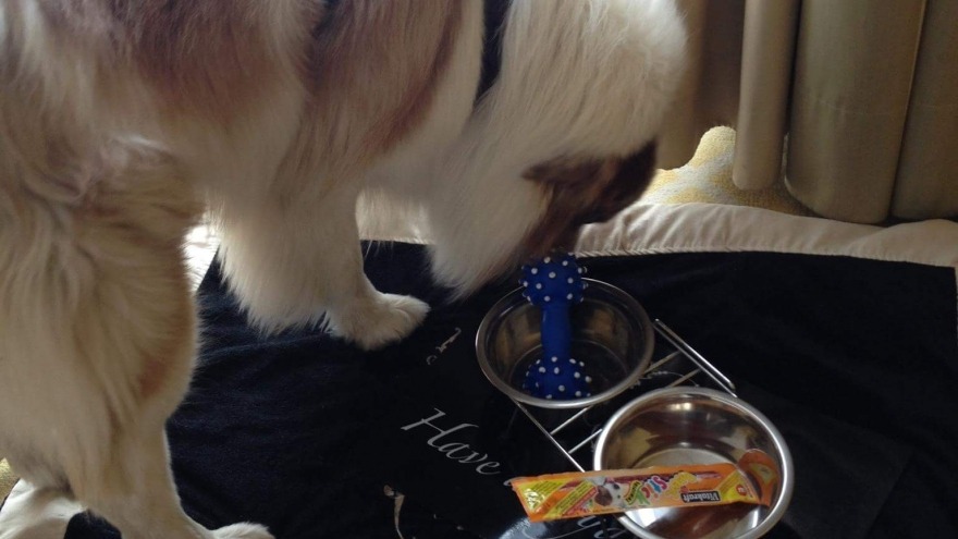 Linus hat uns im Juni 2015 besucht und sofort alles gefunden!