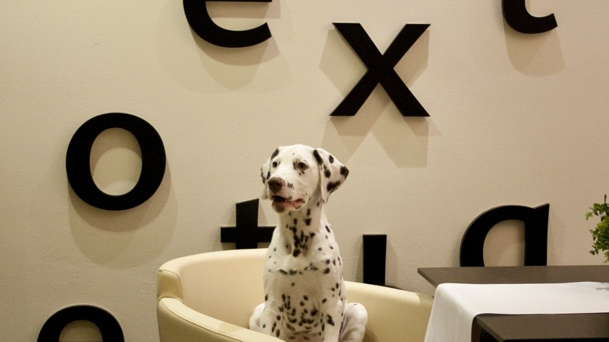 Kayo im Restaurant Fenêtre