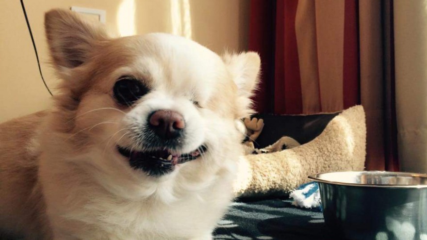 Rico die süße "Naschkatze" hat bei uns im August 2015 eingecheckt