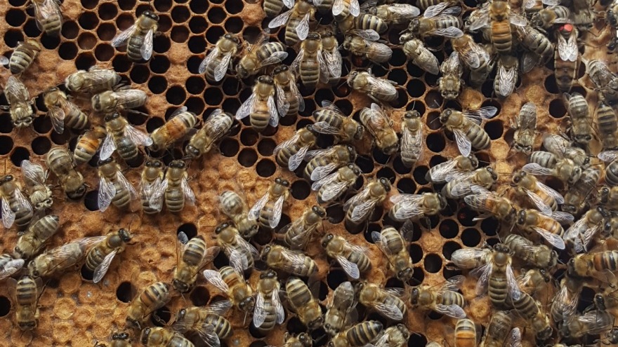 rot markiert - die Königin