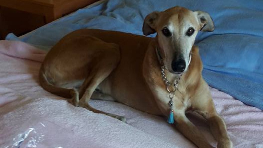 Scooby - check in: 7. Mai 2016