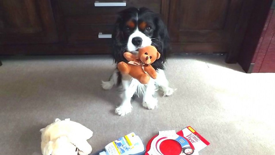 Snoopy sagt Danke, für den Fressnapf Gutschein