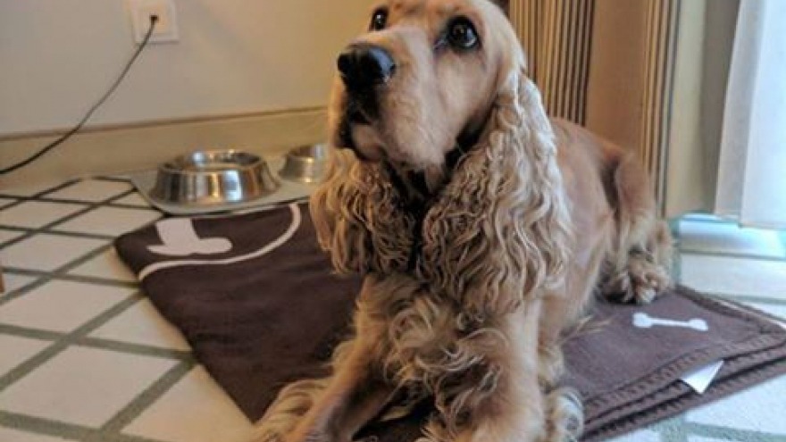 Spanieldame Lotte - check in 12. April 2017