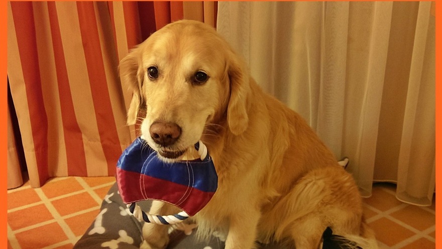 Therapiehund Quedo, Check In 29.12.2017