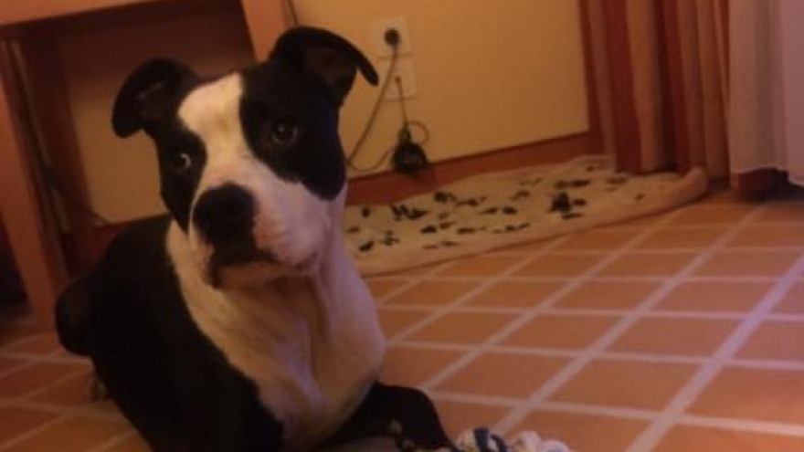 tierischer Freund - check in: 28.07.2016