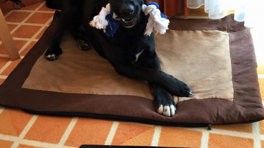 Timo besuchte uns ebenfalls im Oktober - mit den treuesten Augen der Welt ;-)