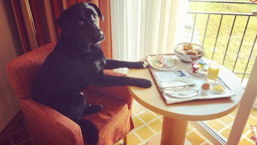 Timo der Frühstückshund