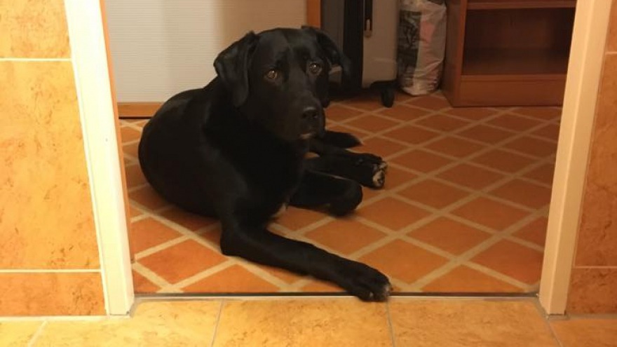 Timo ist zurück - check in: April 2016