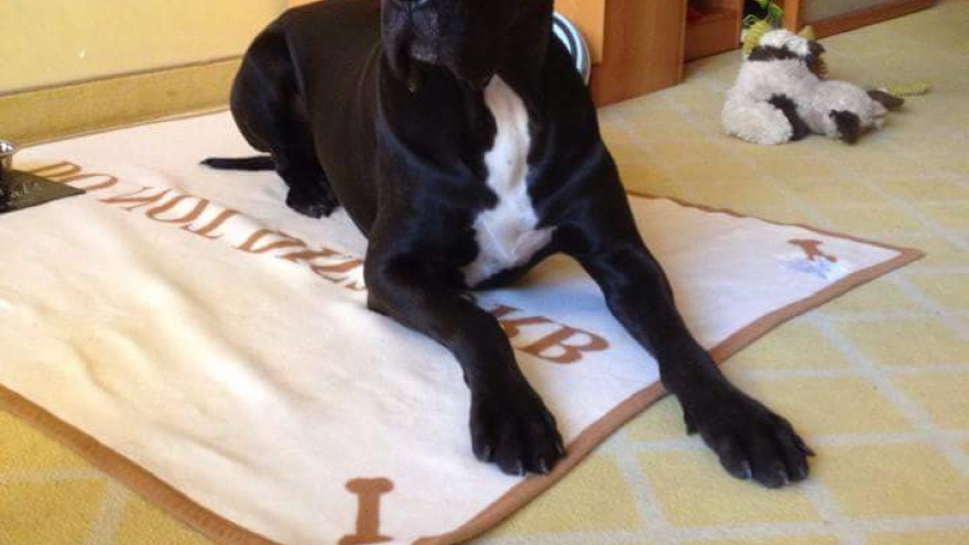 Tyras besuchte uns im Oktober 2015 und fand Berlin spitze