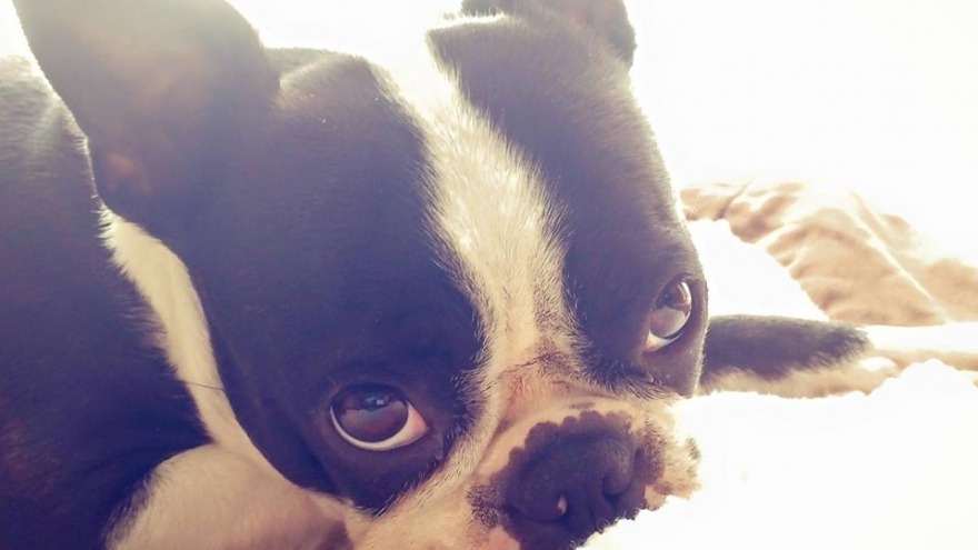 Wer kann diesem Blick widerstehen