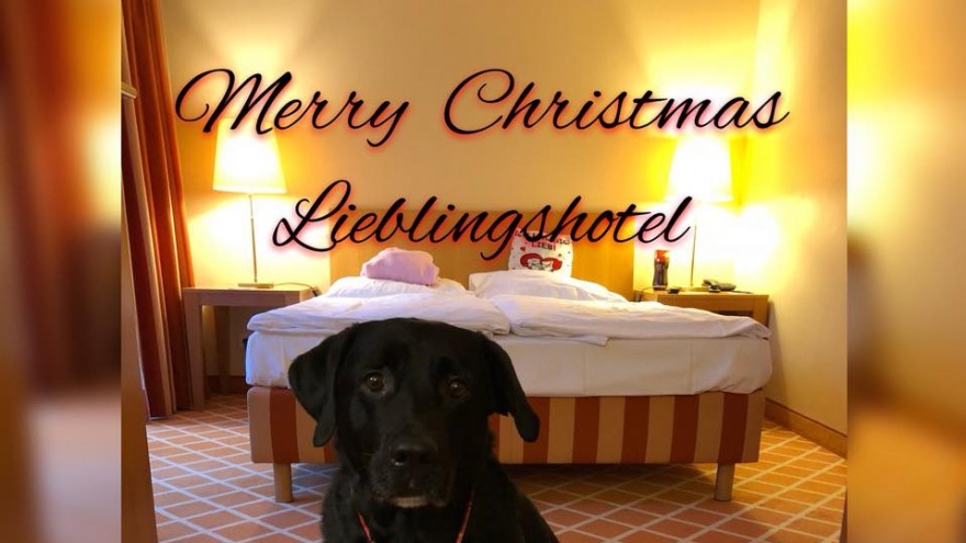 Weihnachtsgrüße von Stammgast Timo