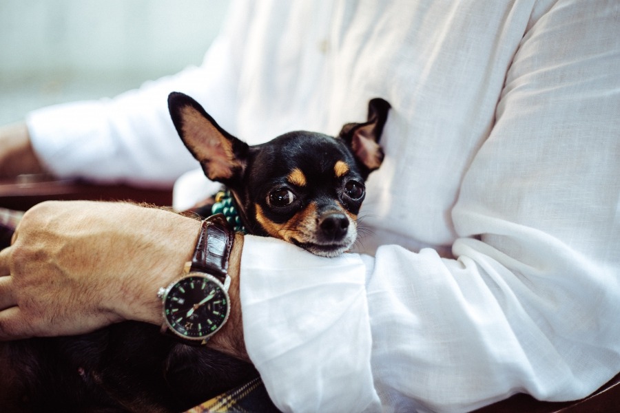 Our 4 Paw Special At The Relexa Hotel Relexa Hotel Berlin